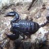 gu-skorpion05-neppstar.jpg