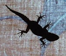 freie Videos - Geck 'o Porno