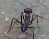 freie bilder - Tiere und Pflanzen - Ameisen