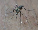 freie bilder - Tiere und Pflanzen - Gelse