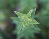 freie bilder - Tiere und Pflanzen - Oregano