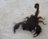 freie bilder - Tiere und Pflanzen - Skorpione
