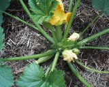 zucchini 02 - Neppstar