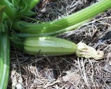 freie bilder - Tiere und Pflanzen - Zucchini