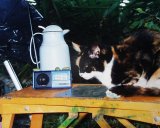 Katzenfr&ouml;sche Neppstar