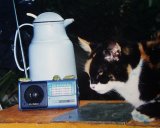 Katzenfr&ouml;sche Joli & Mali Neppstar