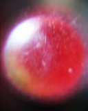 Rear-light-moon Webstar