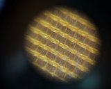 Sun-of-cats-eye Webstar